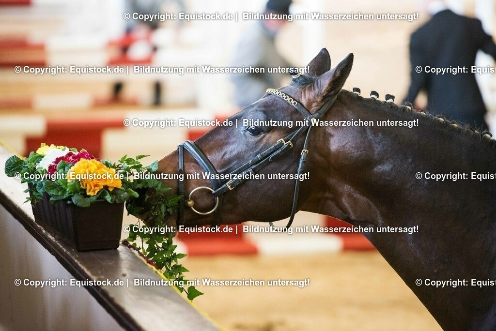 20150307_TOMsPiC_0044 | equistock