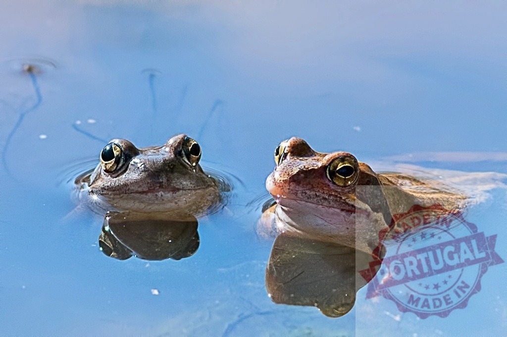 Two frogs emerging from blue water in a pond | Two frogs are swimming and showing their heads out of the water in a pond - Realisiert mit Pictrs.com