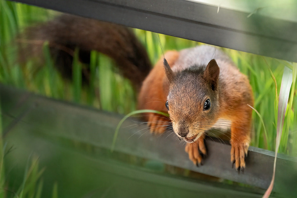 Eichhörnchen (red squirrel) | Deutschland | WILD﻿﻿LIFE · NATURE | just﻿love · justSOMEWHERE · just poster | ﻿POSTER | LEINWAND | FINEART | HOLZDRUCK | FOREX-FOTODRUCK | ALU-DIBOND | ACRYLGLAS | WILD'N FREE | germany | the netherlands | kenya | vietnam | egypt | wildtiere | eichhörnchen - Realisiert mit Pictrs.com