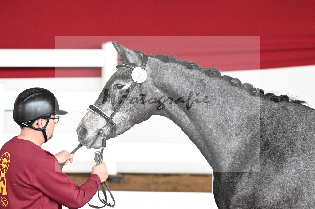 Kat-Nr. 50 Coralee v. Colman_Egetenmeier_9240588 | hf-fotografie - Realizzato con Pictrs.com
