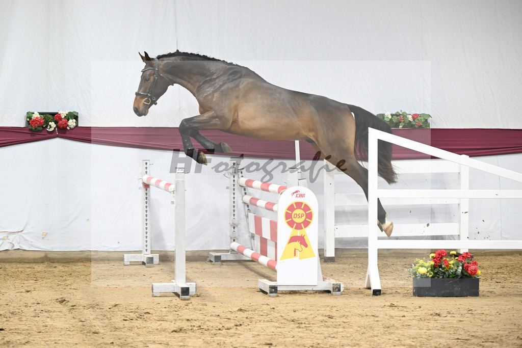 Kat-Nr. 101 Taloubet Z x Viva Vulkano_Ilona Pfisterer_47253265 | hf-fotografie - Realisiert mit Pictrs.com