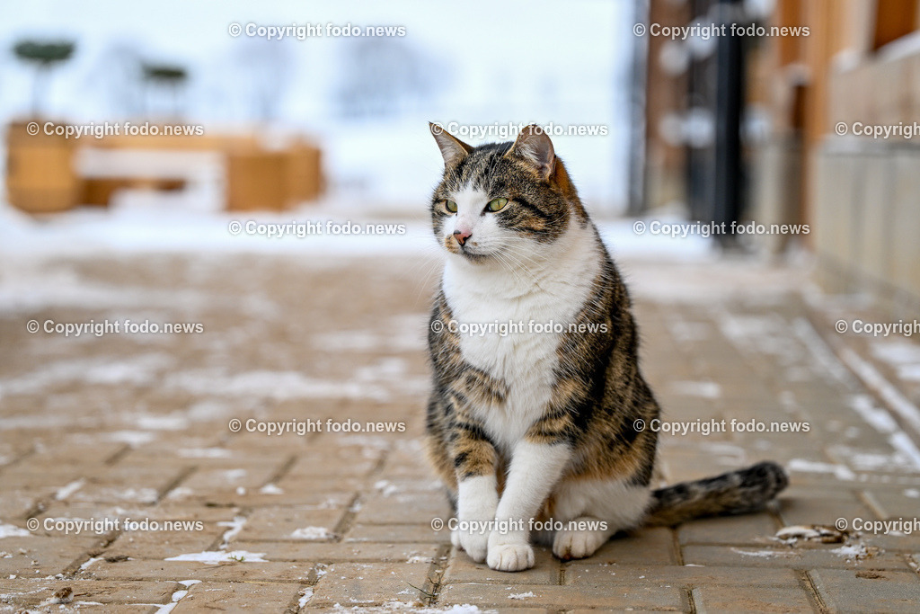 Slowakei_ Durcina_ Ranch Simba_ 06.01.2026-52 | 06.01.2026, Rajec, SVK, Themenbild, Katze, getigerte Katze, Hauskatze, Bauernhof, Scheune, Tierportraet, gemuetlich, laendlich, Natur, Haustier, Fell, Schnurrhaare, blicken, sitzen, Winter