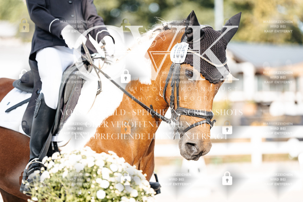 CK903993 | Turnierfotografie Pferdefotografie Trier Rheinland-Pfalz Pferdesport Reitsport Tierfotografie Sportfotografie Pferdevideo Pferdevideografie Equestrianvideography equestrianphotography  - Realisiert mit Pictrs.com