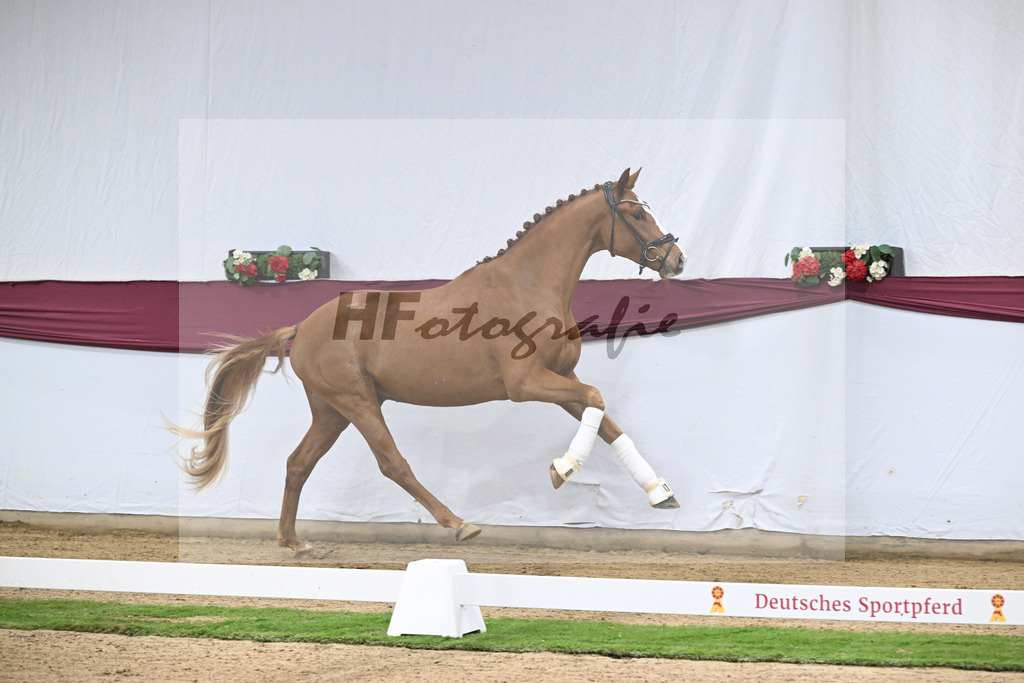 Kat-Nr. 119 Iron x Quaterback_Jakob u Martina Reglauer_47253994 | hf-fotografie - Realisiert mit Pictrs.com