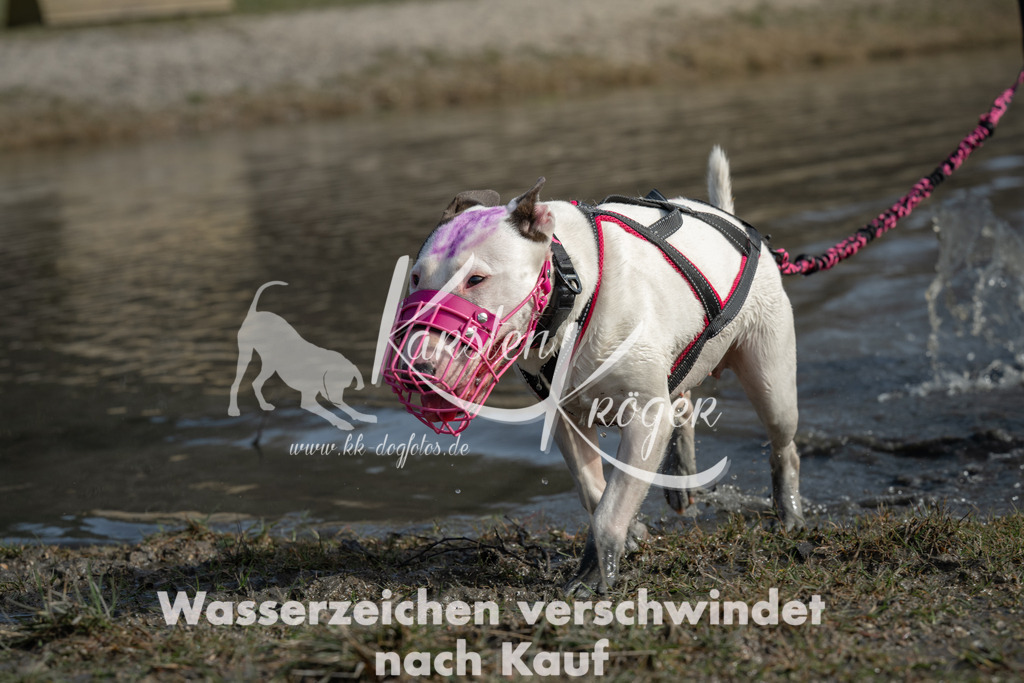 1232_ZZ90353 | kk-dogfotos