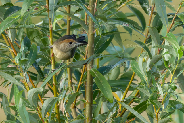 2022148 | Tierfotografie, Tierkalender, Tierbilder, Insekten, Spinnen, Vögel, Schmetterling, Libellen, Leinwand, Colorkey, Qualität, Geschenkartikel, Geschenk - Realisiert mit Pictrs.com