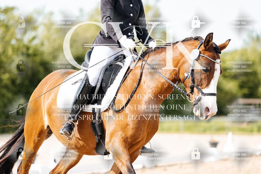CK900574 | Turnierfotografie Pferdefotografie Trier Rheinland-Pfalz Pferdesport Reitsport Tierfotografie Sportfotografie Pferdevideo Pferdevideografie Equestrianvideography equestrianphotography  - Realisiert mit Pictrs.com