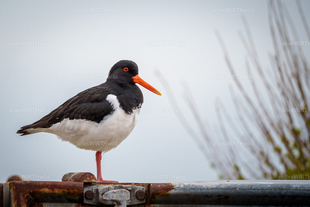 allesWIRTHwild.de - 7IV05048 | Entdecke die faszinierende Welt der Natur- und Wildlife-Fotografie von Daniel und Bärbel. Inspirierende Bilder von wilden Tieren und kleinen Naturwundern.