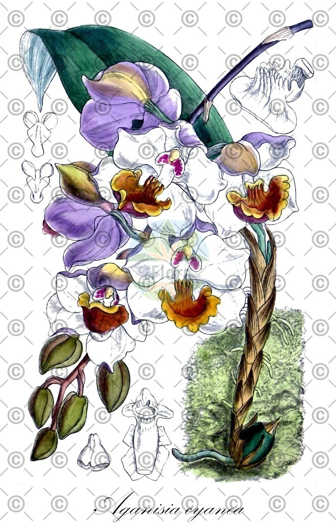 HistAbb_wfo-0000894996_1_ENZY_Simple | Historische Abbildung von Aganisia cyanea - Orchidaceae | Historical Illustration of Aganisia cyanea - Orchidaceae
