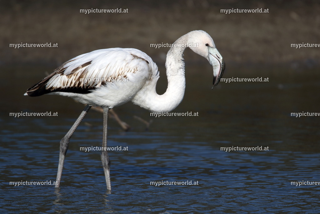 Rosaflamingo-047 | Das Bilderarchiv über Tiere, Planzen und Landschaften. In der Bilddatenbank finden Sie ein große Auswahl an hochwertigen Bilder für Ihre Werbung - Realized with Pictrs.com