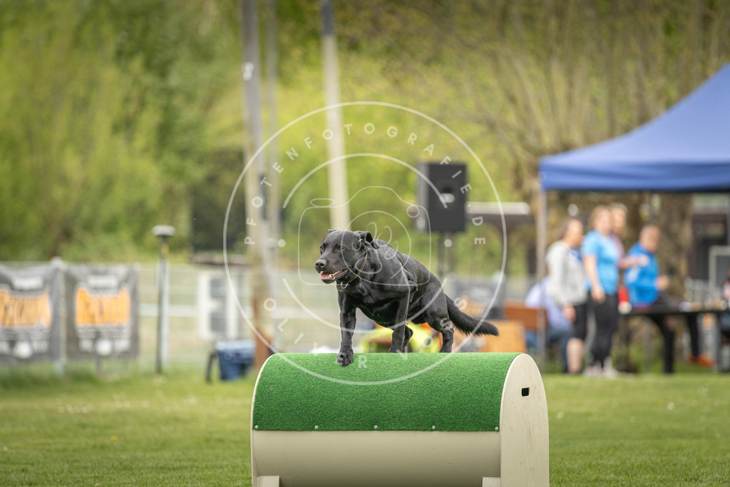 Pfotenfotografie_DV3A1627 | Hundefotografie, Tierfotograf, Pfotenfotografie, Fotoshooting Hund, Hunde Portrait, Hundesport, Hundeportraits, Heideshooting, Hunde, Sportfotograf, Hundefotograf, Turnierhundsport, THS,  - Realisiert mit Pictrs.com