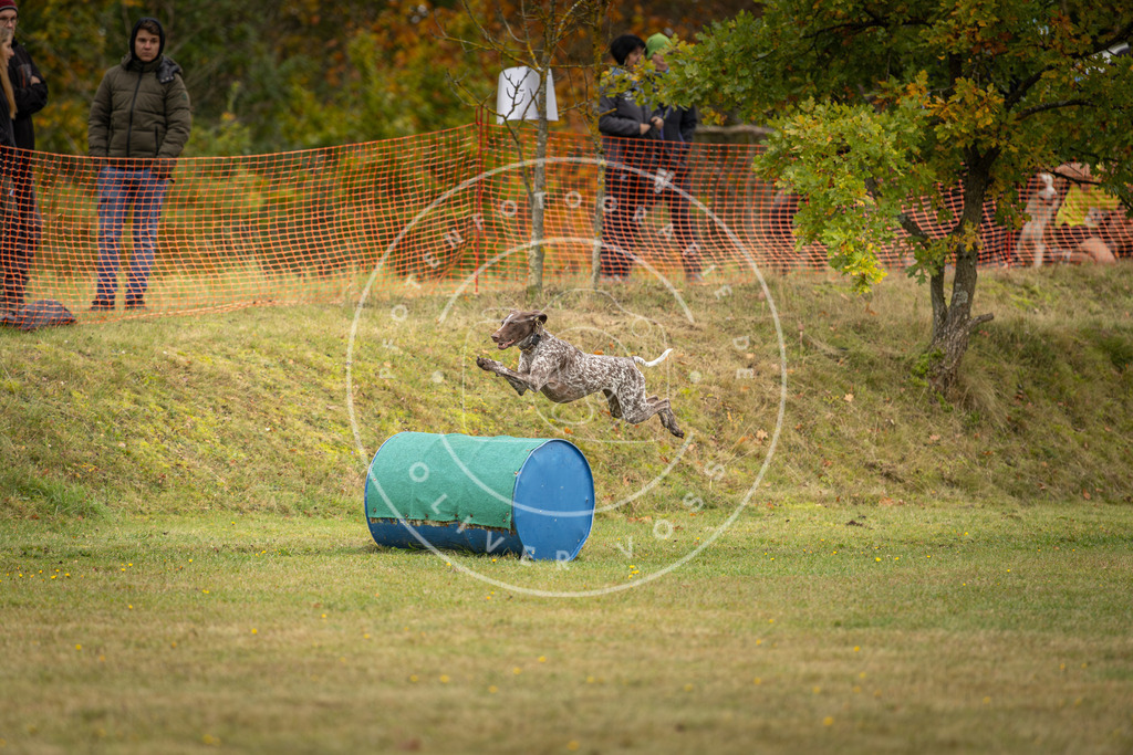 Pfotenfotografie_DV3A4745 | Hundefotografie, Tierfotograf, Pfotenfotografie, Fotoshooting Hund, Hunde Portrait, Hundesport, Hundeportraits, Heideshooting, Hunde, Sportfotograf, Hundefotograf, Turnierhundsport, THS,  - Realisiert mit Pictrs.com