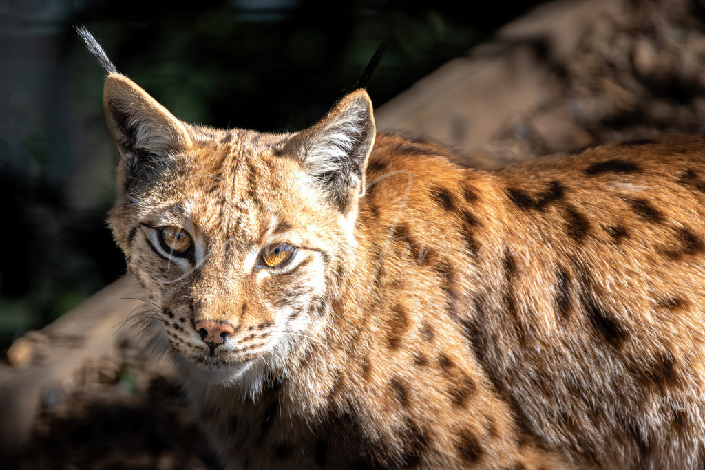 Luchs | Luchs im Alpenzoo Innsbruck