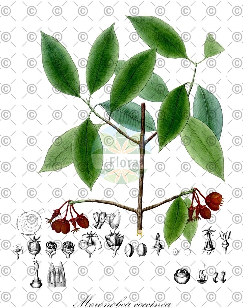 HistAbb_wfo-0001292673_1_ENZY_Simple | Historische Abbildung von Moronobea coccinea - Clusiaceae | Historical Illustration of Moronobea coccinea - Clusiaceae