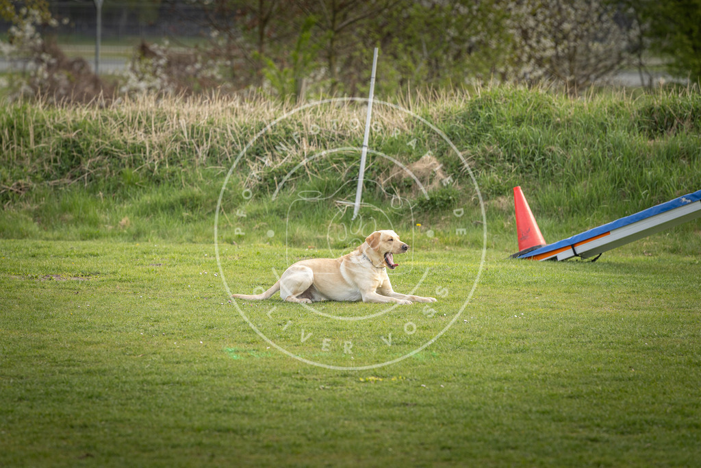 Pfotenfotografie_DV3A4926 | Hundefotografie, Tierfotograf, Pfotenfotografie, Fotoshooting Hund, Hunde Portrait, Hundesport, Hundeportraits, Heideshooting, Hunde, Sportfotograf, Hundefotograf, Turnierhundsport, THS,  - Realisiert mit Pictrs.com