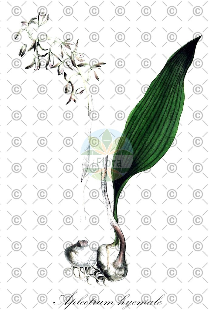 HistAbb_wfo-0001192066_1_ENZY_Simple | Historische Abbildung von Aplectrum hyemale - Orchidaceae | Historical Illustration of Aplectrum hyemale - Orchidaceae