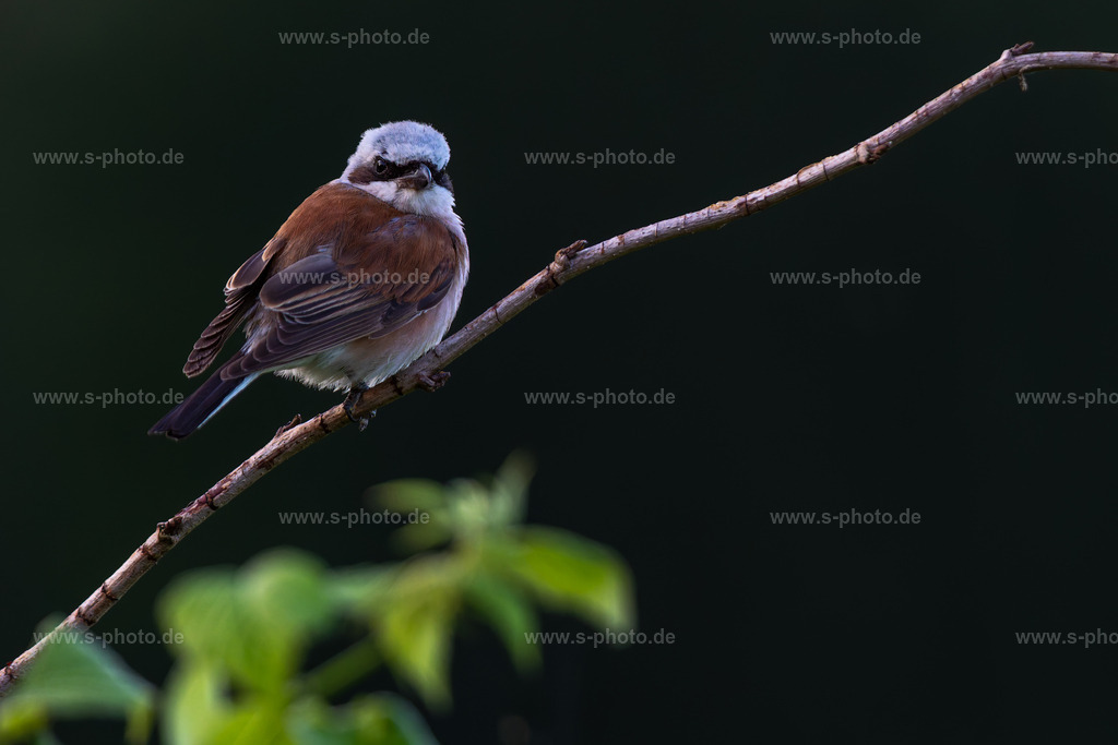 Neuntöter | Ein Neuntöter mit dem typischen  Banditen-Band über den Augen.... Räuber bleibt halt Räuber - Realisiert mit Pictrs.com