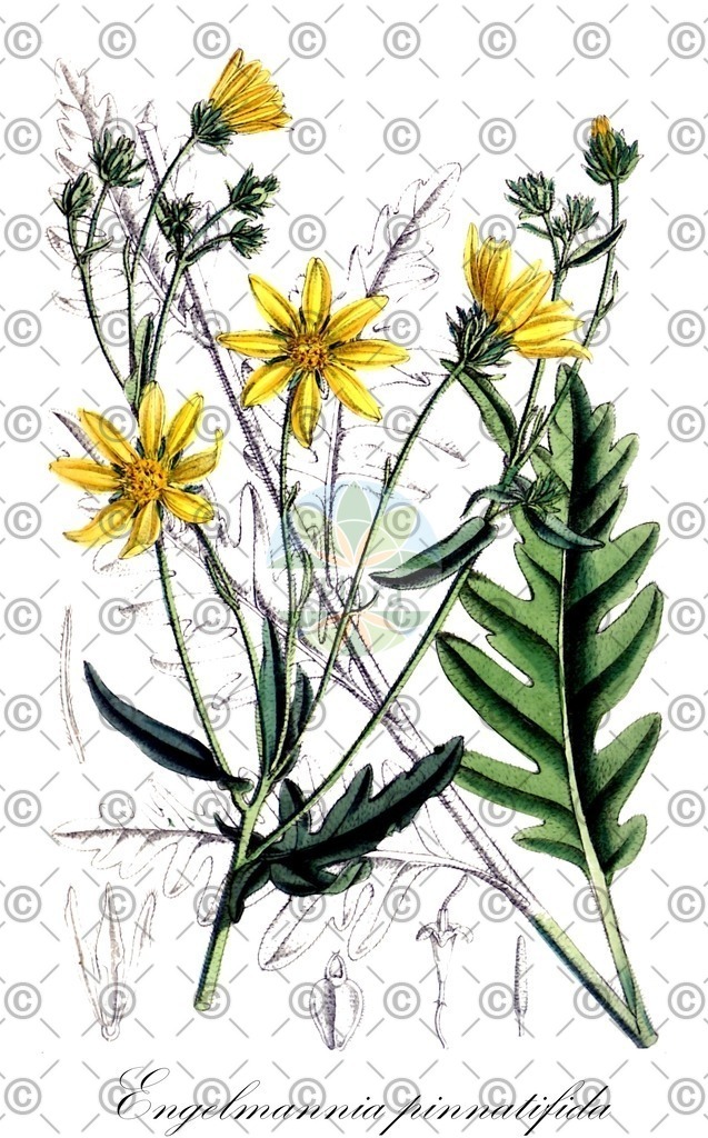 HistAbb_wfo-0000025455_1_ENZY_Simple | Historische Abbildung von Engelmannia pinnatifida - Asteraceae | Historical Illustration of Engelmannia pinnatifida - Asteraceae