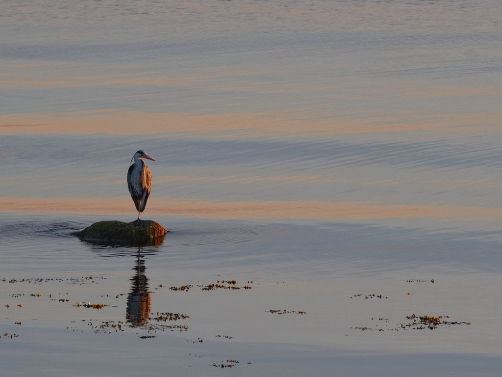Graureiher im Sonnenlicht | Graureiher steht in ruhigem Wasser, in das die untergehende Sonne erste orange Strahlen schickt. - Realisiert mit Pictrs.com