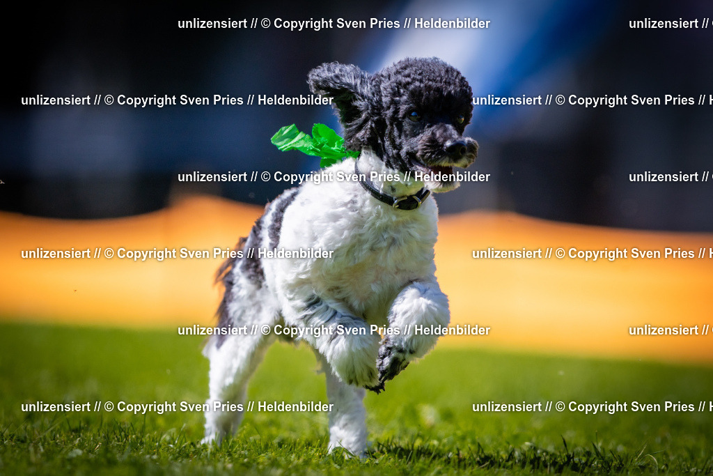 Sven Pries | 2025-08-10 - Hunderennen Durlach - Realisiert mit Pictrs.com