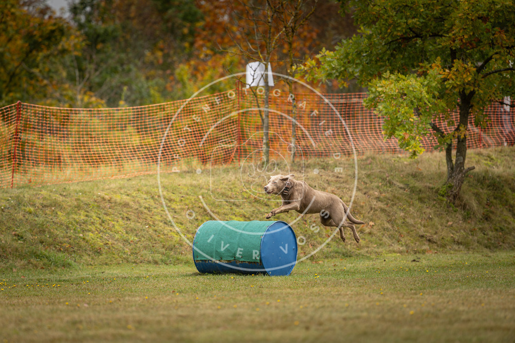 Pfotenfotografie_DV3A2735 | Hundefotografie, Tierfotograf, Pfotenfotografie, Fotoshooting Hund, Hunde Portrait, Hundesport, Hundeportraits, Heideshooting, Hunde, Sportfotograf, Hundefotograf, Turnierhundsport, THS,  - Realisiert mit Pictrs.com
