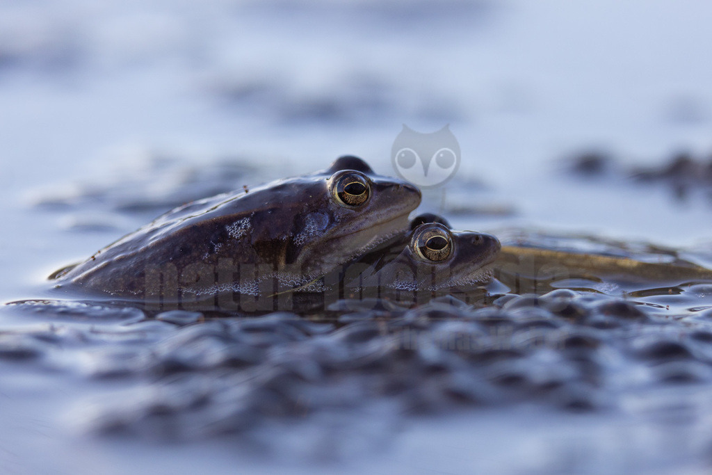 R5NF0583-20230315 | Der Moorfrosch gehört innerhalb der Ordnung der Froschlurche zur Familie der Echten Frösche und ebenso zur Gattung der Echten Frösche. Außerdem fasst man ihn nach Aussehen und Lebensweise mit anderen Arten zu den sogenannten Braunfröschen zusammen.  - Realisiert mit Pictrs.com