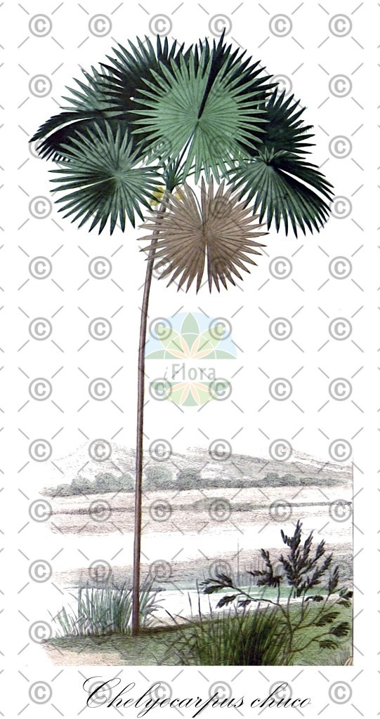 HistAbb_wfo-0000842927_2_ENZY_Simple | Historische Abbildung von Chelyocarpus chuco - Arecaceae | Historical Illustration of Chelyocarpus chuco - Arecaceae