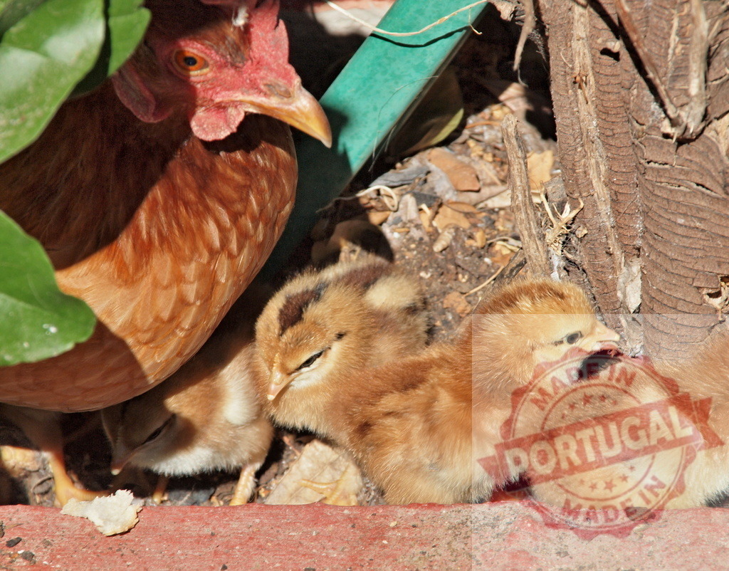 Hen protecting her baby chicks under green foliage | Hen sheltering fluffy chicks under green leaves and warm sunlight, a symbol of family love - Realisiert mit Pictrs.com