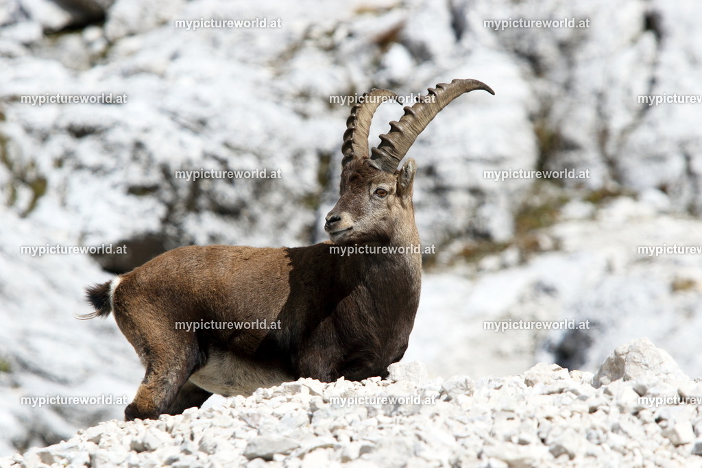 Alpensteinbock-128 | Das Bilderarchiv über Tiere, Planzen und Landschaften. In der Bilddatenbank finden Sie ein große Auswahl an hochwertigen Bilder für Ihre Werbung - Realized with Pictrs.com