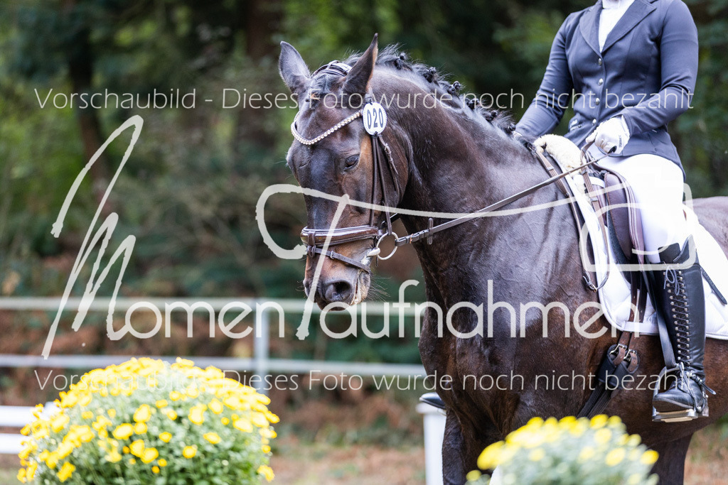 HB-Dressur-WB-026 | MomenTaufnahmen Pferdesportfotos