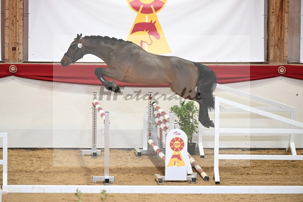 Kat.-Nr. 39 v. Uricas van de Kattevennen_Laue_2251282 | hf-fotografie - Realisiert mit Pictrs.com