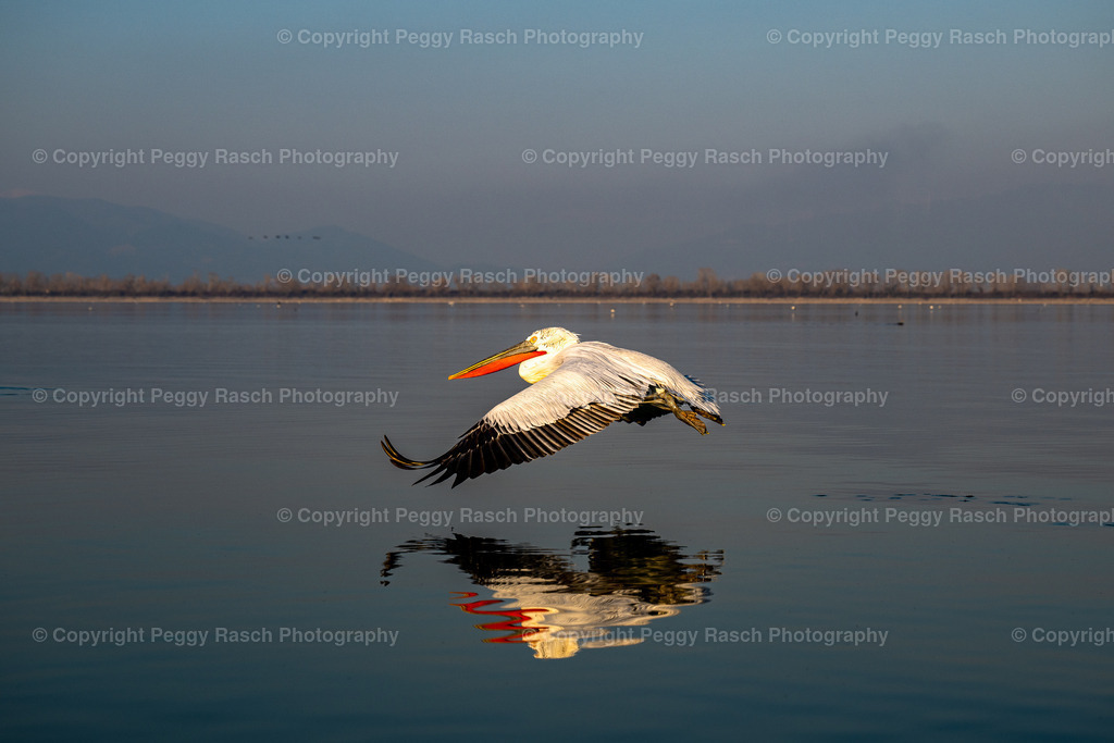 Pelikane_2023 (20) | PeggyRaschPhotography - Realisiert mit Pictrs.com