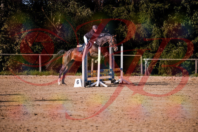 2026_10_03_Siefer-Hof_160007_Z81_80572123 | Professionelle Reitsport-, Turnier- und Eventfotografie von Robert Broda. Galerien mit ausgewählten und bearbeiteten Bildern direkt online ansehen und bestellen.