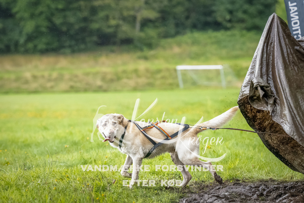 0928_ZZ91061-Bearbeitet | kk-dogfotos