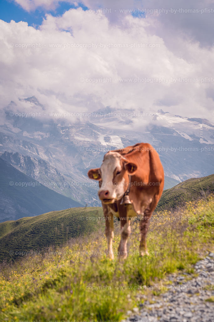 Kuh am Berg copyright  Thomas Pfister-4 | PHOTOGRAPHY BY THOMAS PFISTER