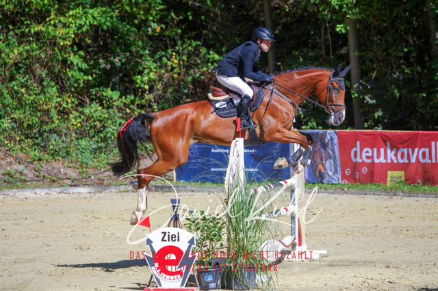 DKP43128 | Turniersportfotografie; Pferdefotografie; Dressurfotografie