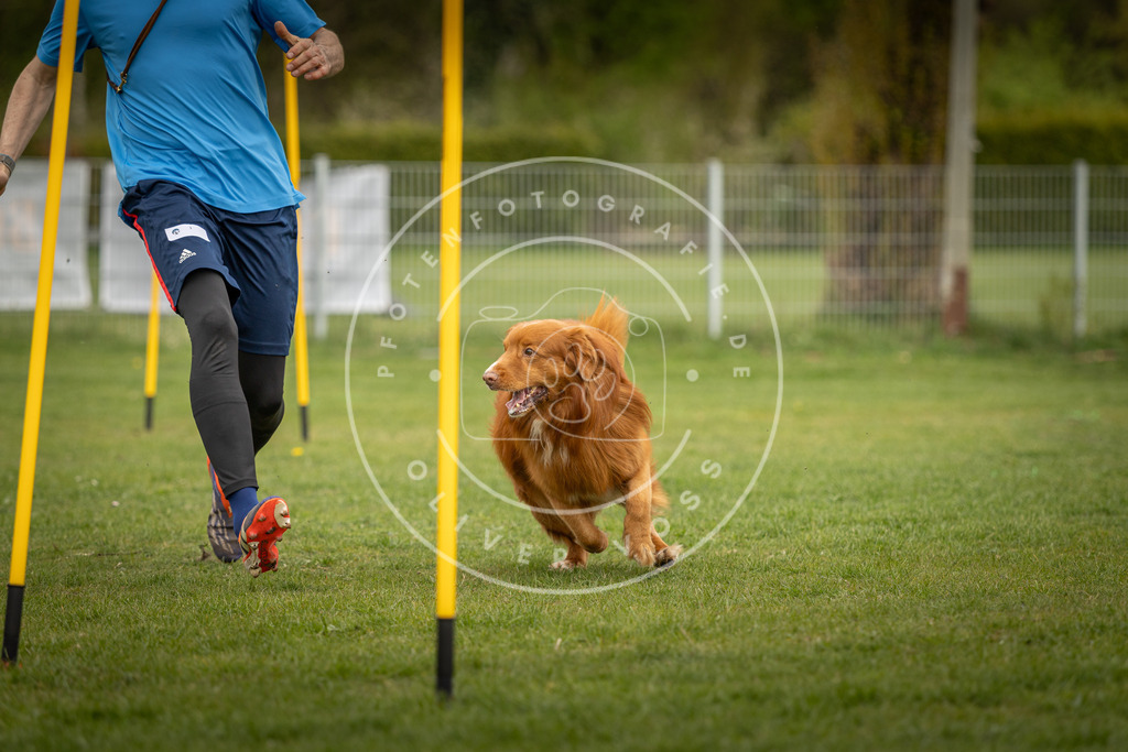 Pfotenfotografie_DV3A7389 | Hundefotografie, Tierfotograf, Pfotenfotografie, Fotoshooting Hund, Hunde Portrait, Hundesport, Hundeportraits, Heideshooting, Hunde, Sportfotograf, Hundefotograf, Turnierhundsport, THS,  - Realisiert mit Pictrs.com