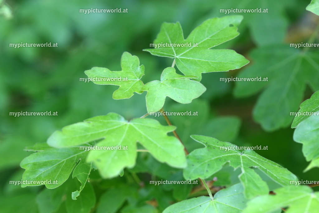 Feldahorn-003 | Das Bilderarchiv über Tiere, Planzen und Landschaften. In der Bilddatenbank finden Sie ein große Auswahl an hochwertigen Bilder für Ihre Werbung - Realized with Pictrs.com