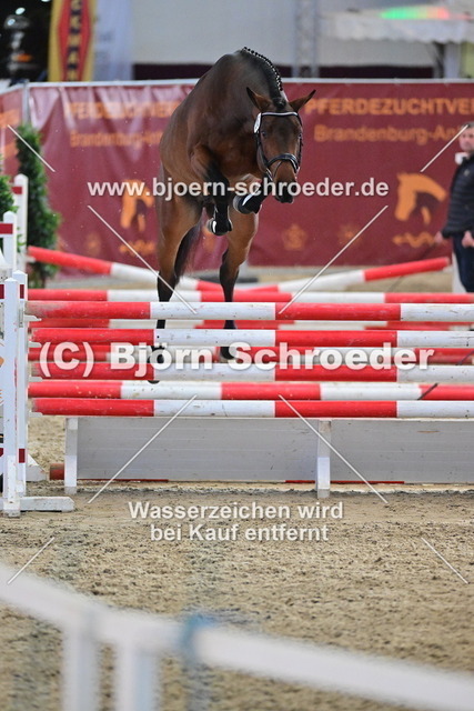 36_Diego de Semilly - Carleyle_790_8152 | Björn Schroeder Pferdefotografie