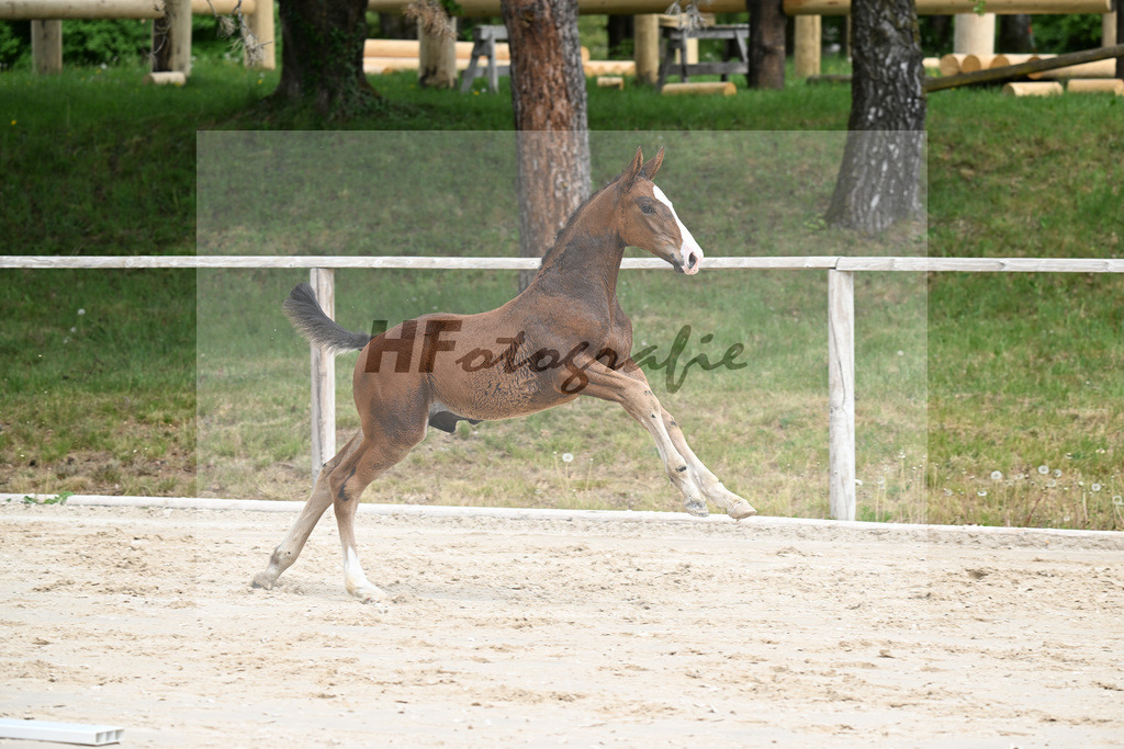 Kat-Nr. 5 HF Aganix du Seigneur x Dominator Z_Daurer_24260078 | hf-fotografie - Realisiert mit Pictrs.com