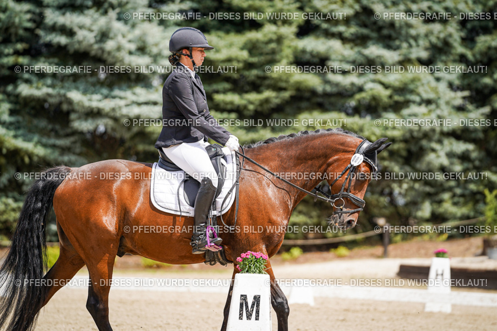 DSC02246 | Pferdegrafie