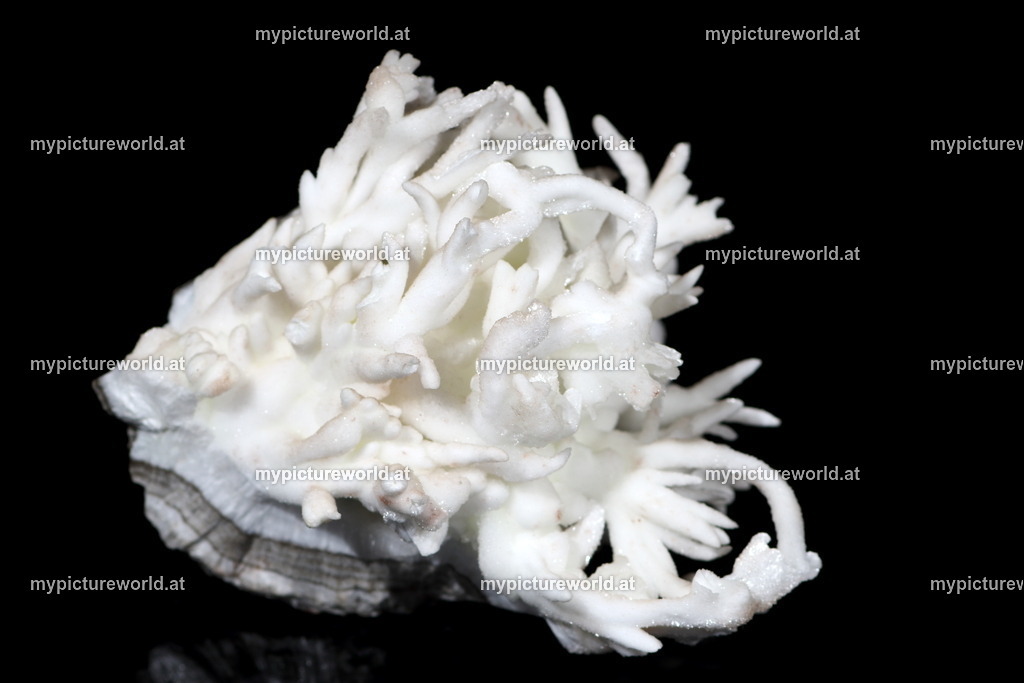 Eisenblüte-001 | Das Bilderarchiv über Tiere, Planzen und Landschaften. In der Bilddatenbank finden Sie ein große Auswahl an hochwertigen Bilder für Ihre Werbung - Realized with Pictrs.com