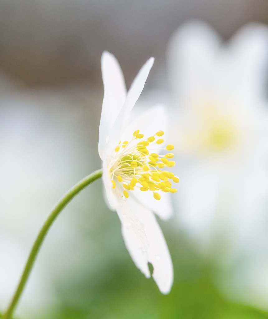 Geisseblüemli | Aufgenommen in der Vilette Cham - Realisiert mit Pictrs.com