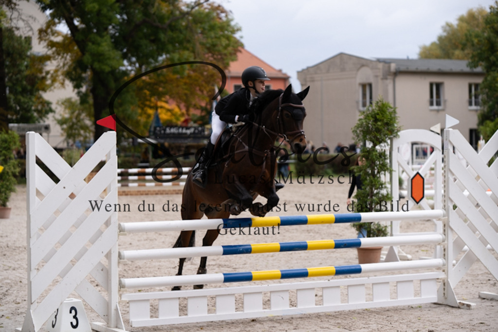 A7V00481 | Pferdefotograf