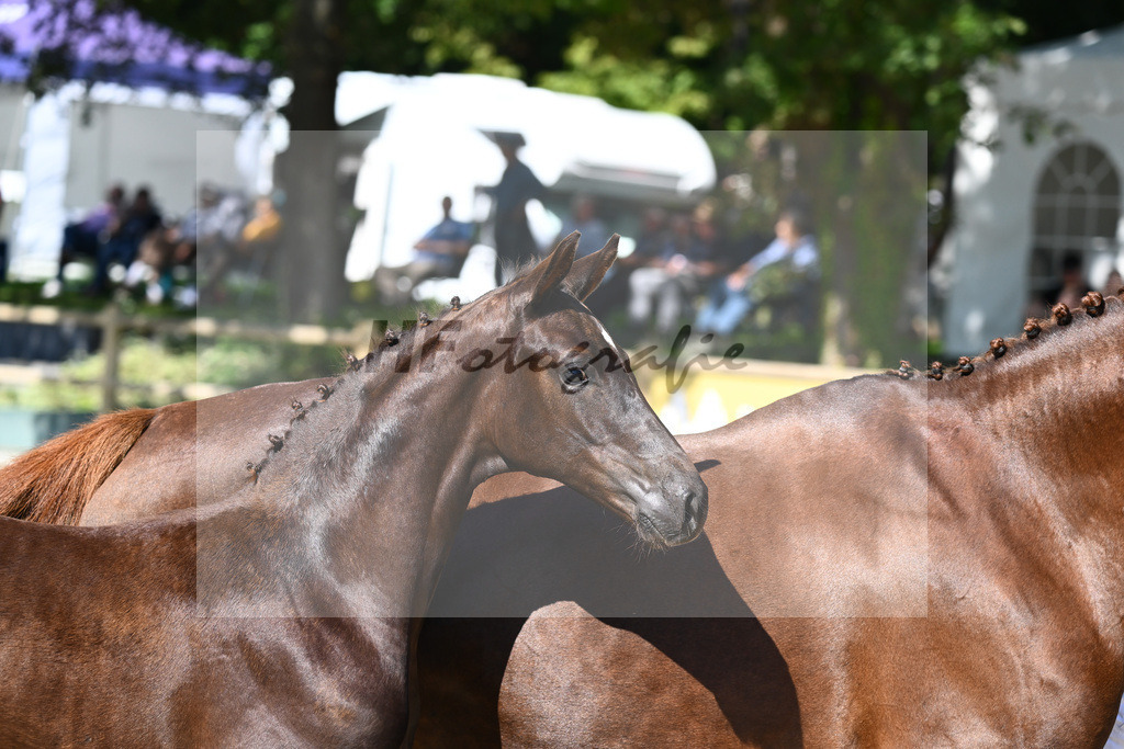 Praesentation Auktionsfohlen_36230251 | hf-fotografie - Realisiert mit Pictrs.com