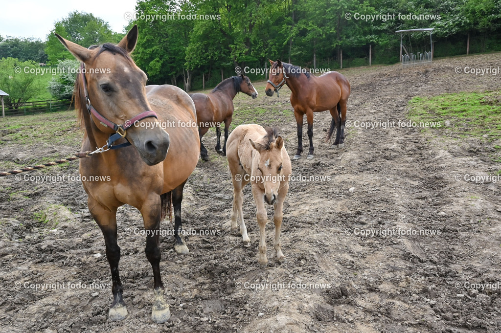 Otis_ 25.05.2023-2 | 25.05.2023, Slowakei, SVK, Dolný Moštenec, im Bild Fohlen, Pferd, Quarter Horse, Reitplatz