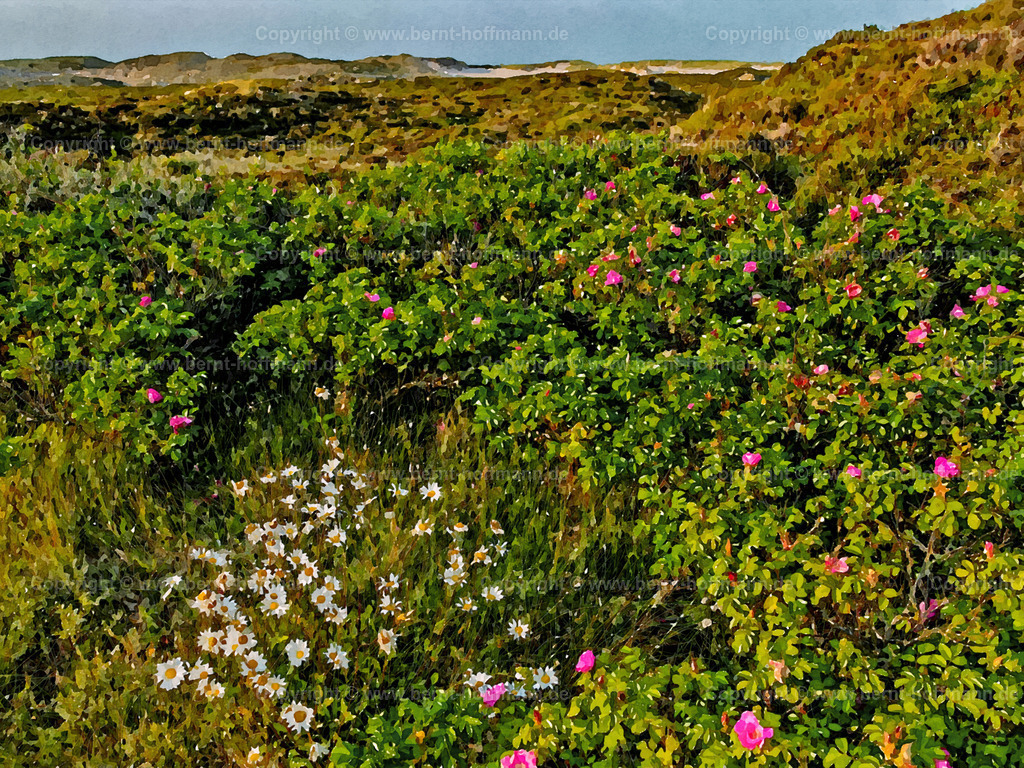 PDM2_0451_Sylt-Duenennatur_80x60 | DIGITALKUNST. Wildblumen in den Wanderdünen. __ Wilde Kamille und Sylter Rosen im Vorland der Lister Wanderdünen auf der Insel Sylt. - Realisiert mit Pictrs.com