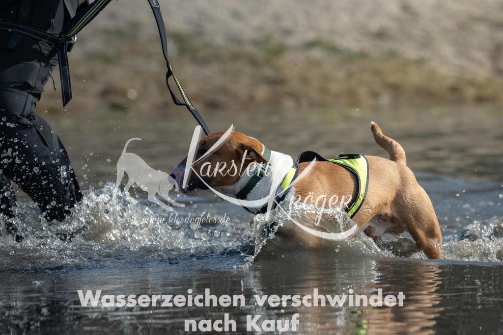 1144_ZZ96268-4 | kk-dogfotos