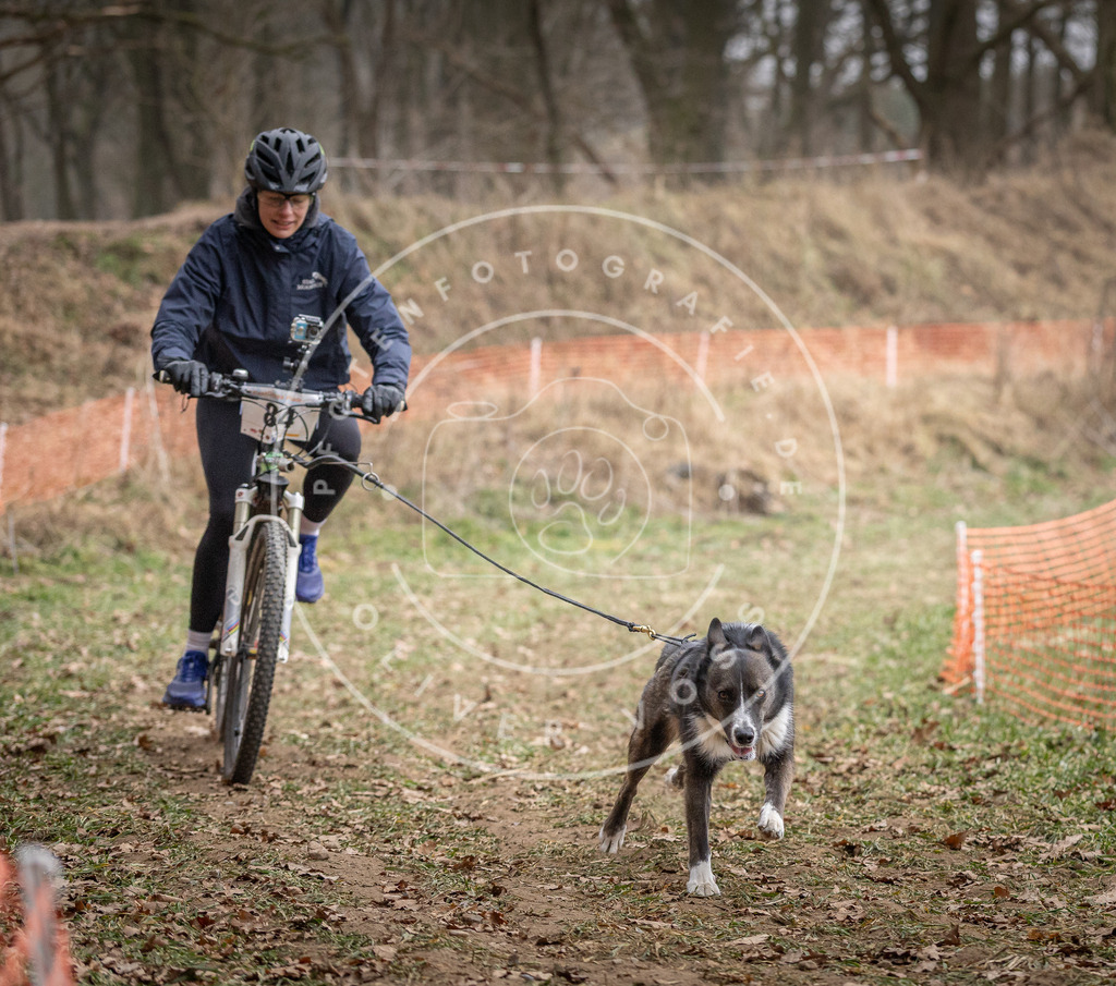Pfotenfotografie_DV3A5733 | Hundefotografie, Tierfotograf, Pfotenfotografie, Fotoshooting Hund, Hunde Portrait, Hundesport, Hundeportraits, Heideshooting, Hunde, Sportfotograf, Hundefotograf, Turnierhundsport, THS,  - Realisiert mit Pictrs.com