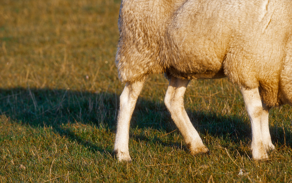 weidendes Schaf | Suederhafen, Deutschland - October 17, 2010: weidendes Schaf. - Realisiert mit Pictrs.com
